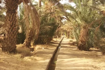 Festival International Merzouga